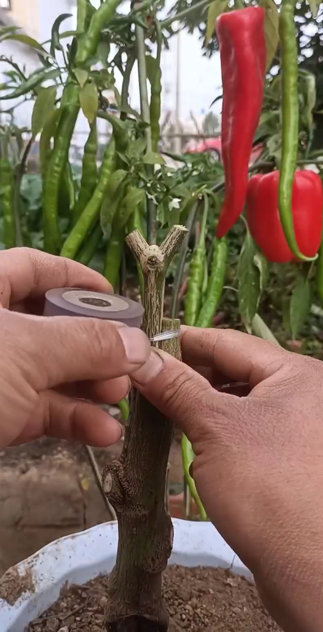 劳动最光荣#嫁接辣椒技术,学会发财了