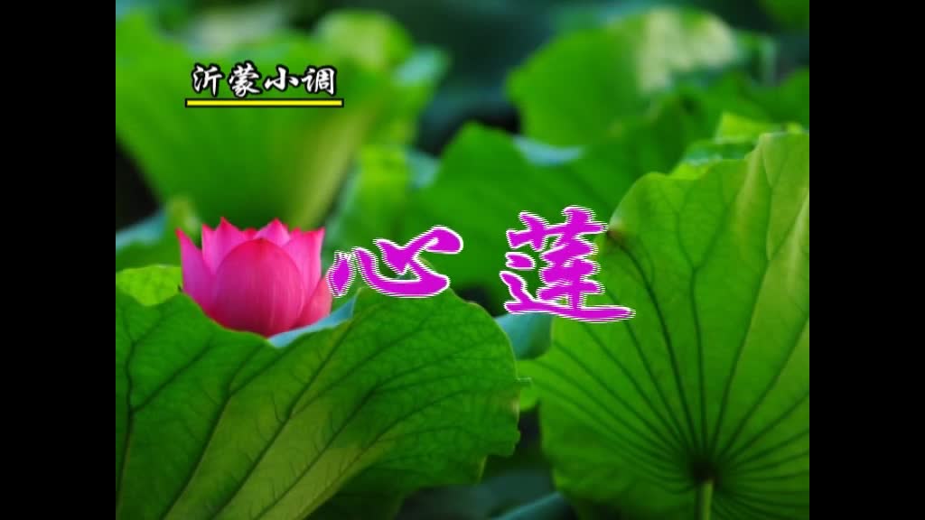 沂蒙小调(心莲)开始更新了