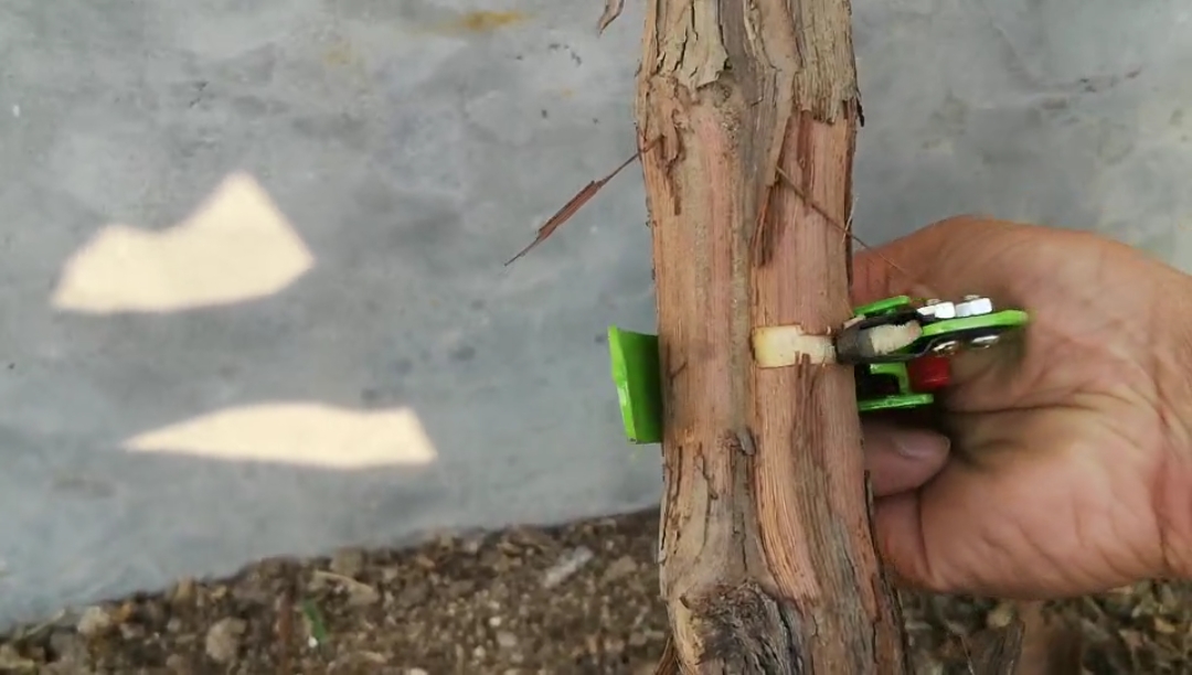 葡萄苗环割好处多多