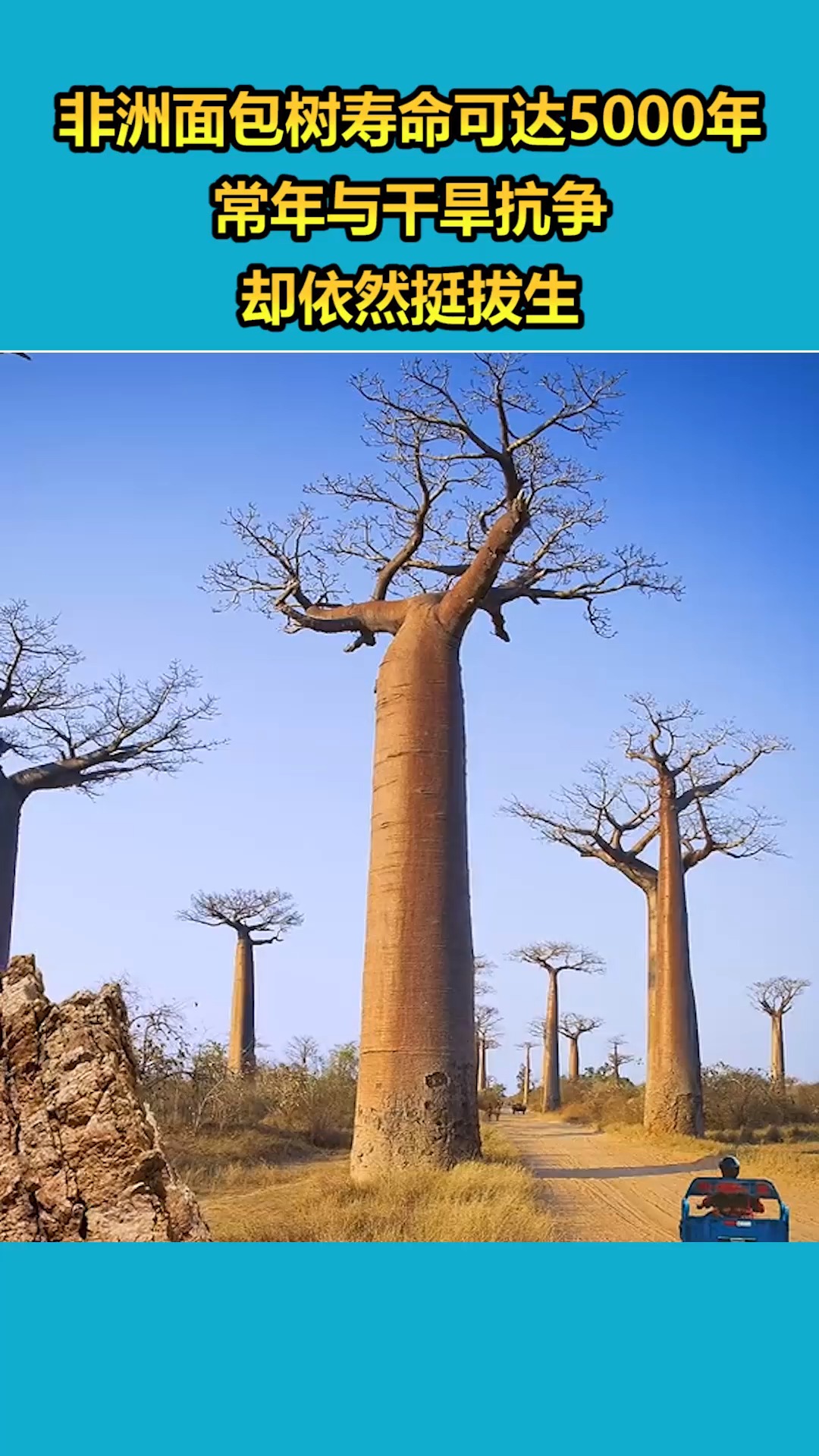 我要上热门#非洲面包树寿命可达5000年,常年与干旱抗争,却依然挺拔