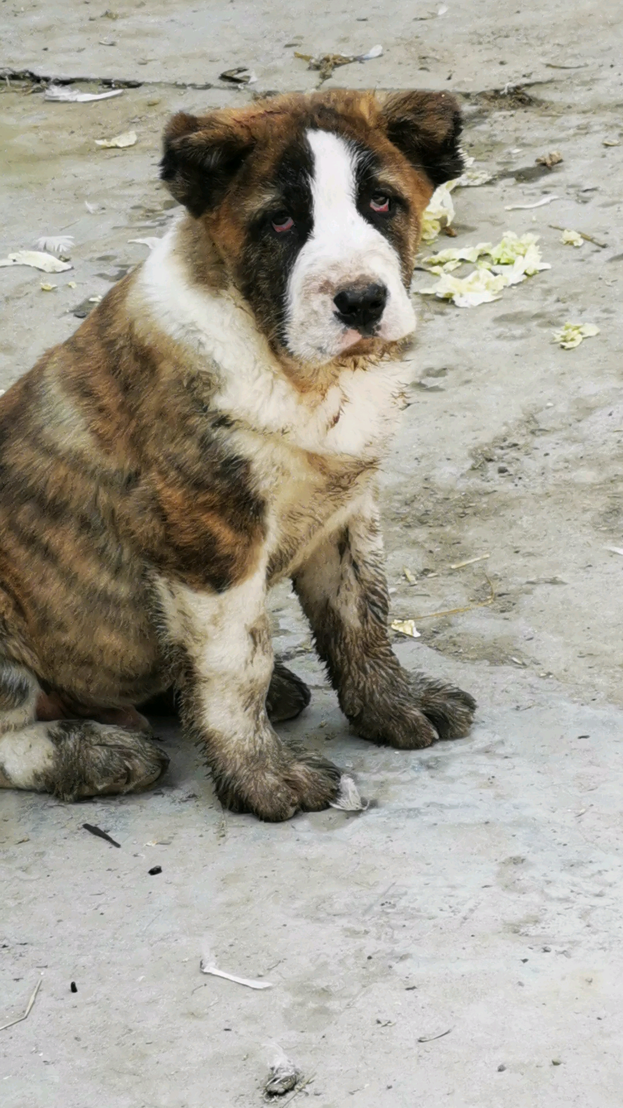 中亚牧羊犬 小泥狗