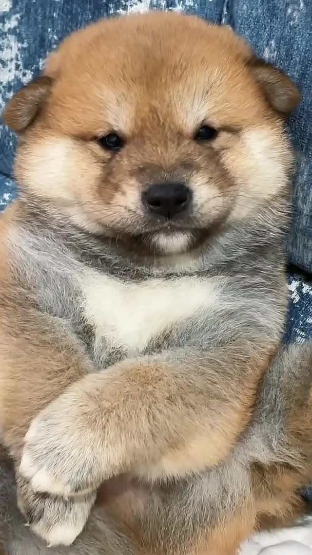 我要上热门#胖成球了宝宝!柴犬小奶狗