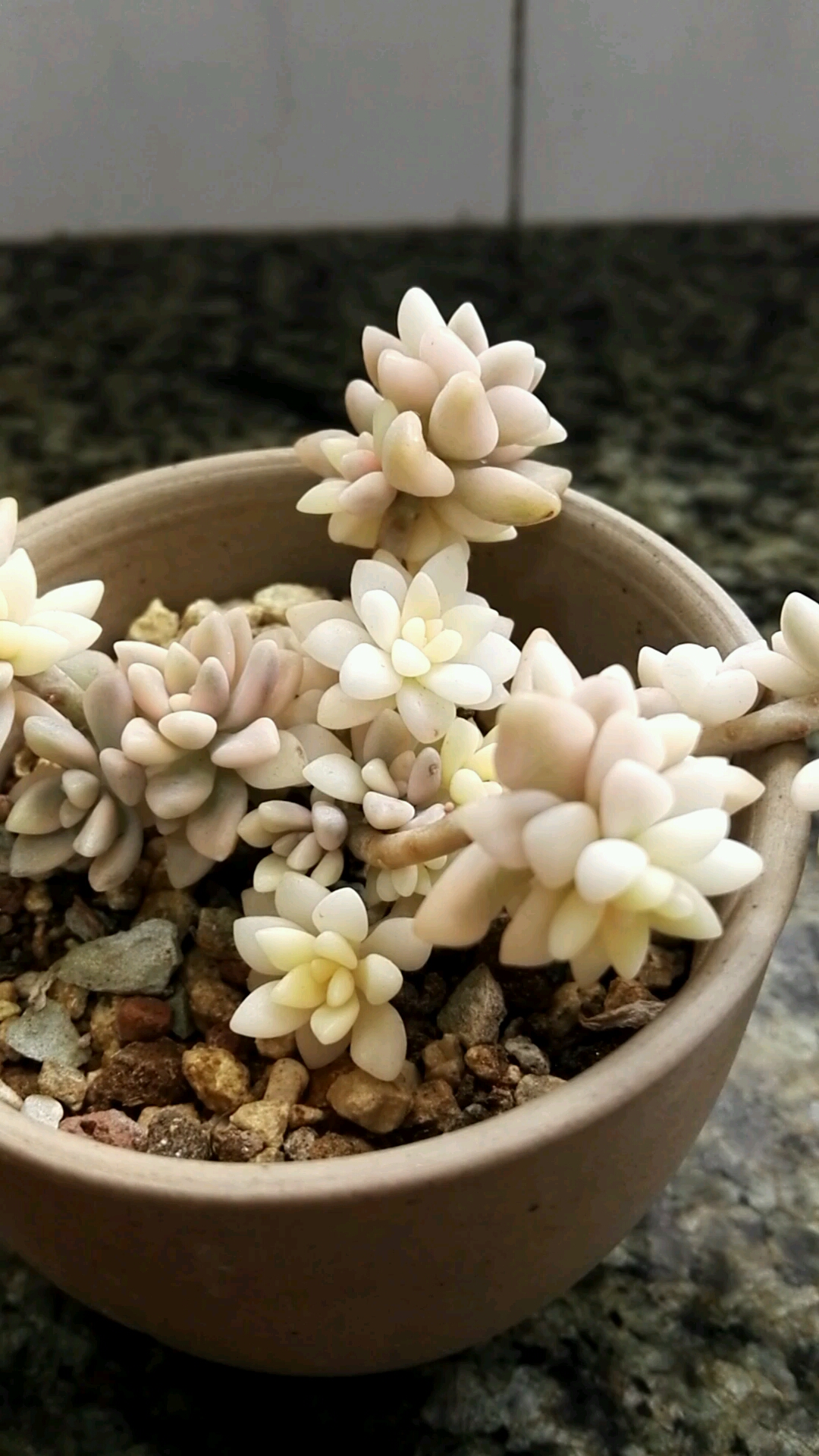 姬秋丽锦,晶莹剔透,最爱的就是你!-度小视