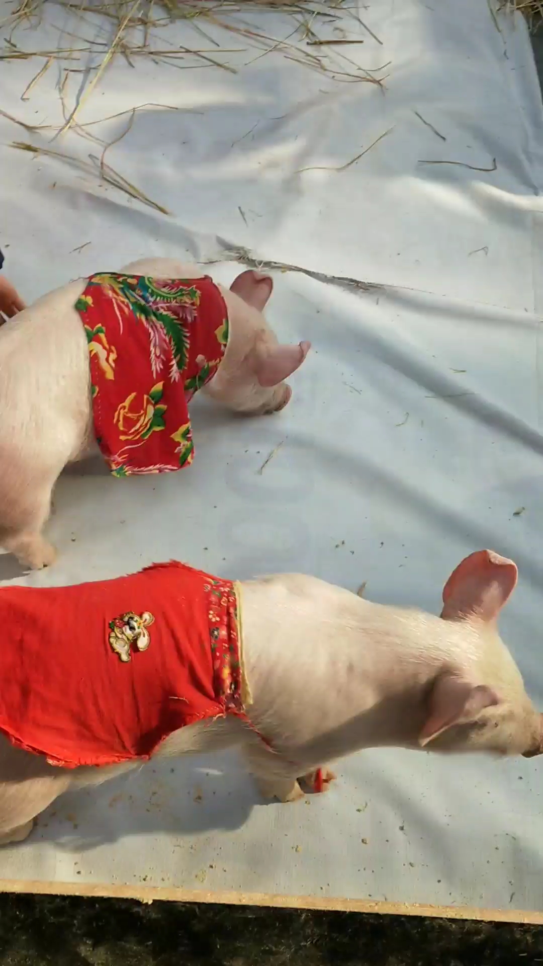穿衣服漂亮的小猪