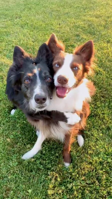 搞笑萌宠#狗狗哥俩好兄弟!