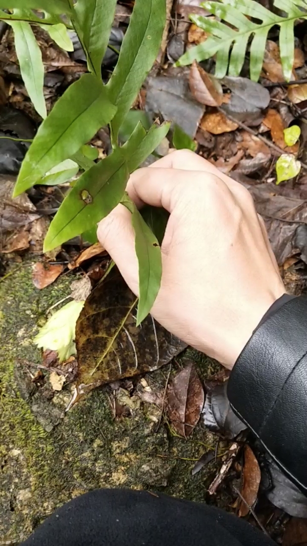 中药骨碎补骨折的良药