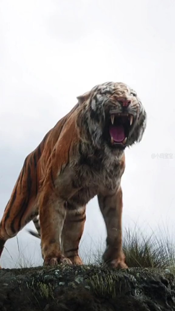 动物世界#谢利可汗vs木法沙_知道为何狮子王要用配音了吧?