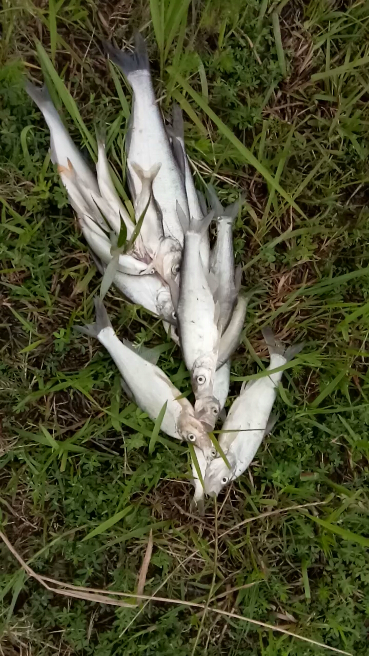 用柳条把鱼穿起来了