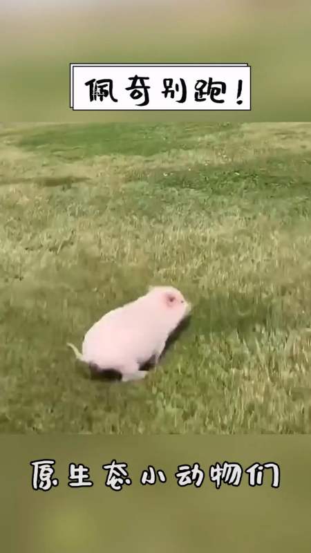 这下我不仅吃过猪肉了,我还见过猪跑