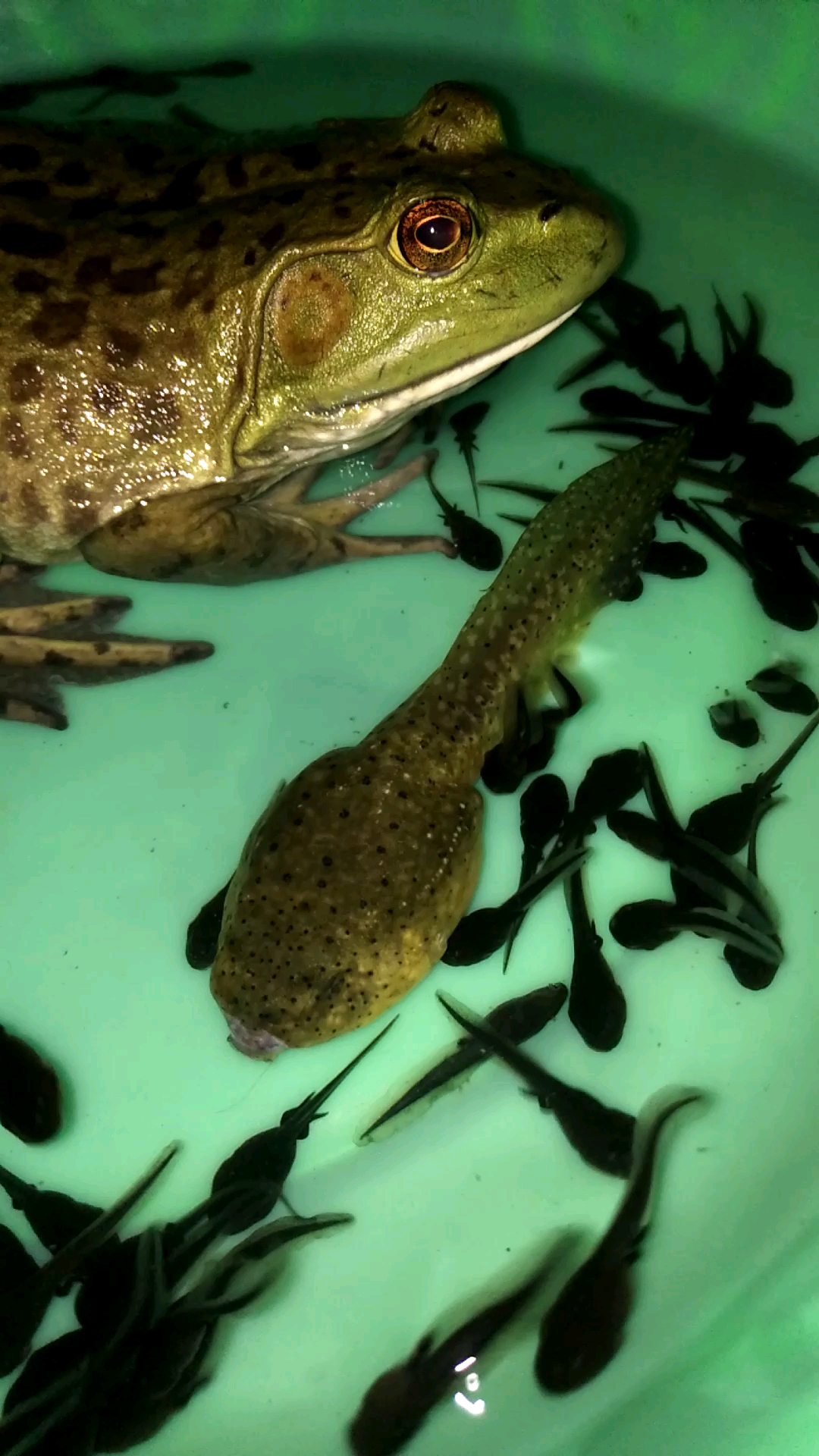 小蝌蚪快快长大