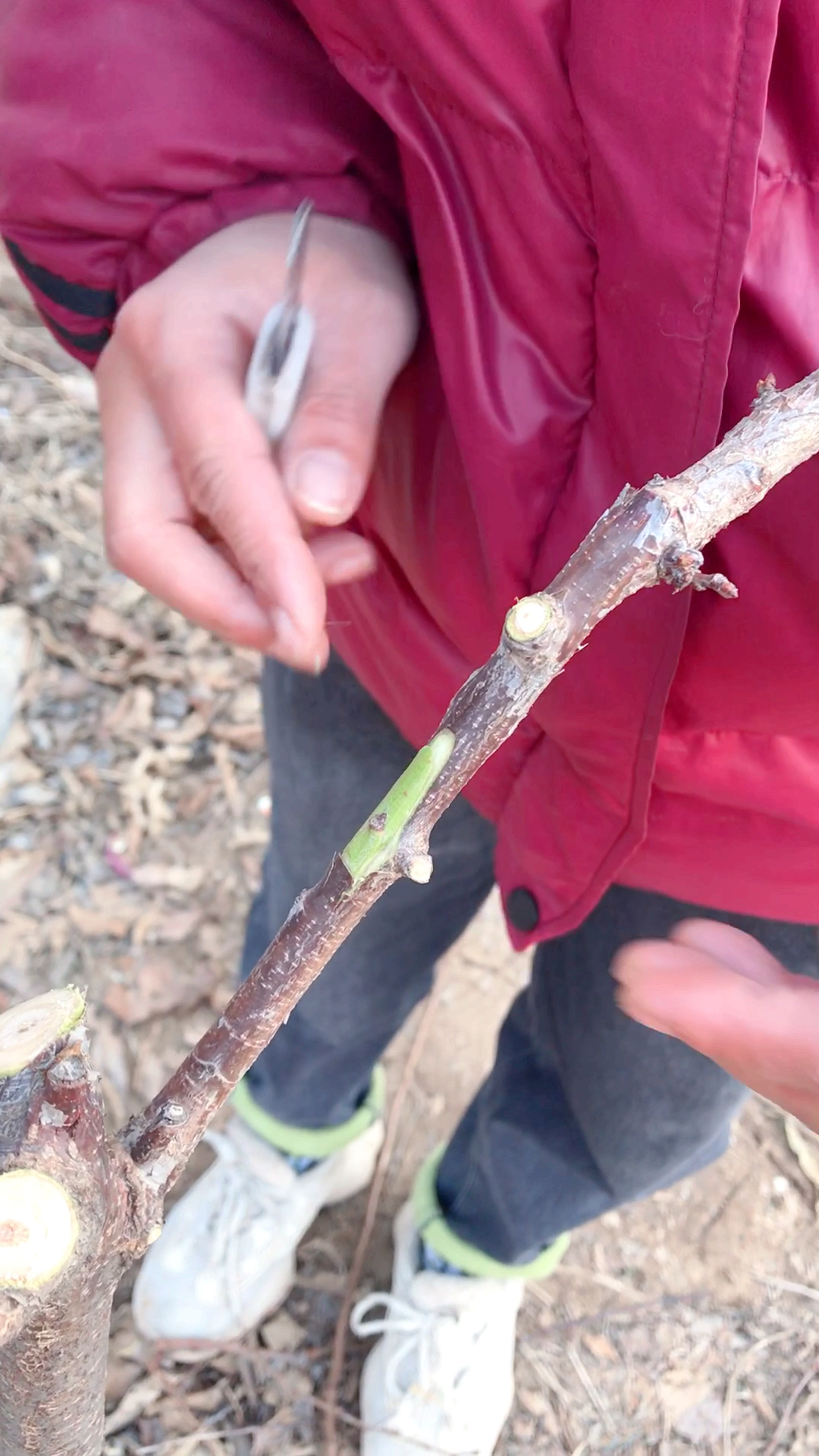 一树多果,多种嫁接,详细版,第二段,接上个视频.感谢观看.