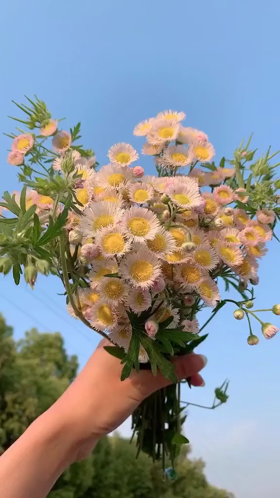 一束小野花.发三次也是搞笑了.原图原相机拍摄请查收