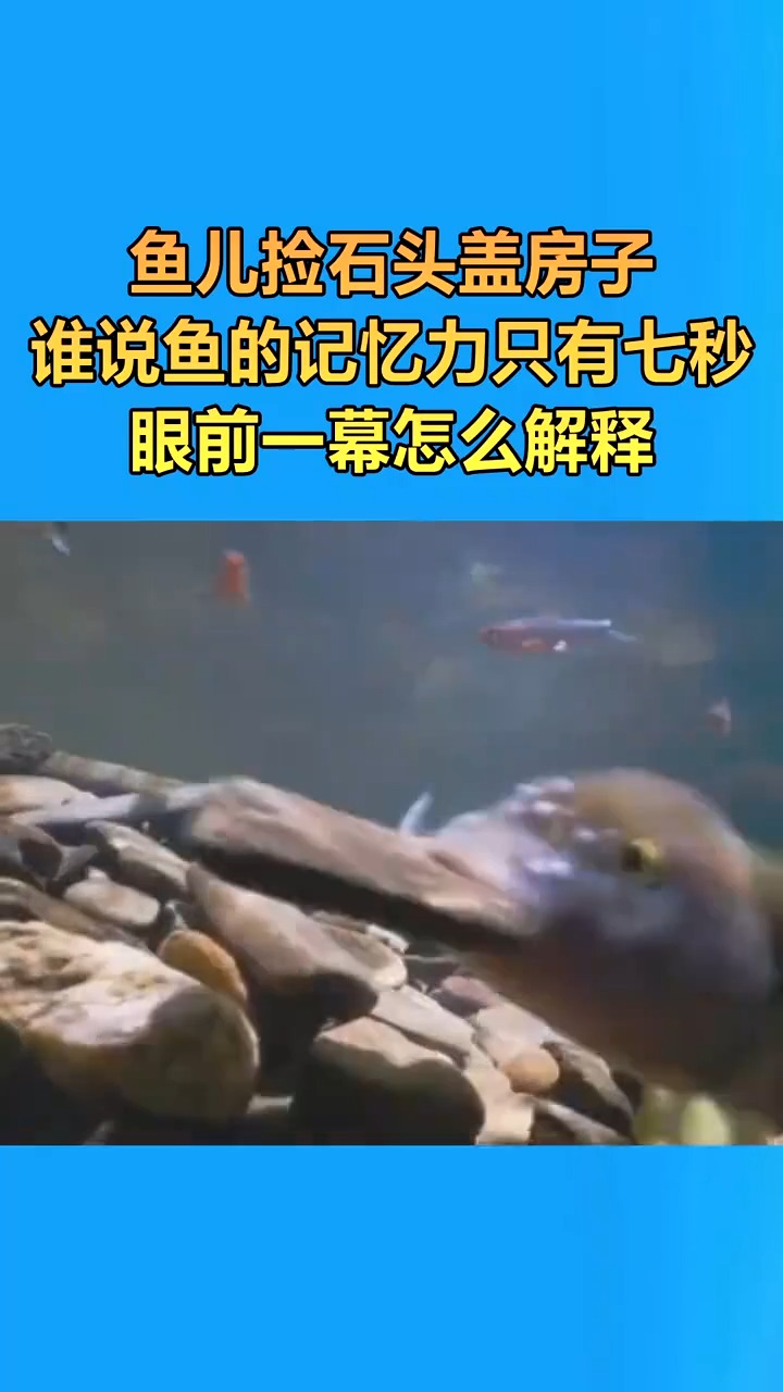 小鱼捡石头盖房子,谁说鱼的记忆只有7秒的