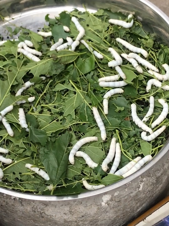 会吐丝的幼蚕虫,白色的体肤有点吓人!