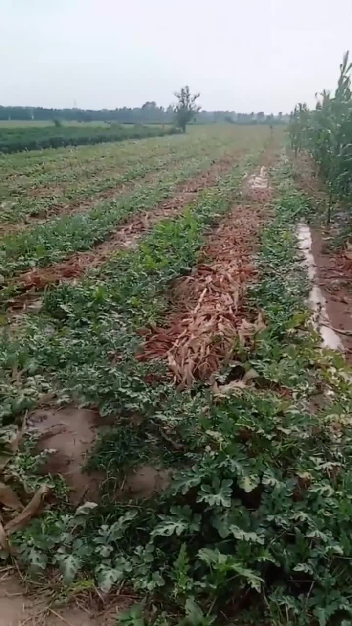 玉米套种西瓜技术图片图片