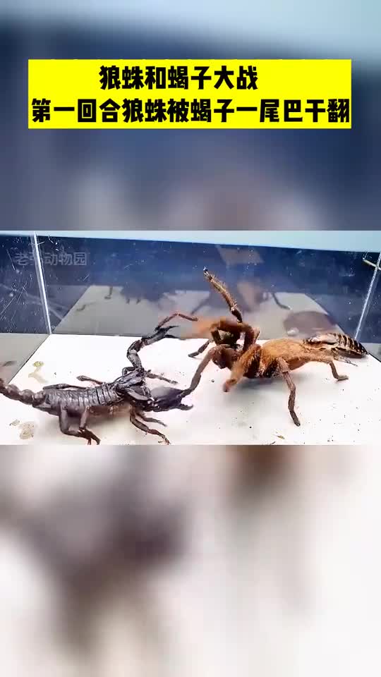 蚁狮vs蝎子图片