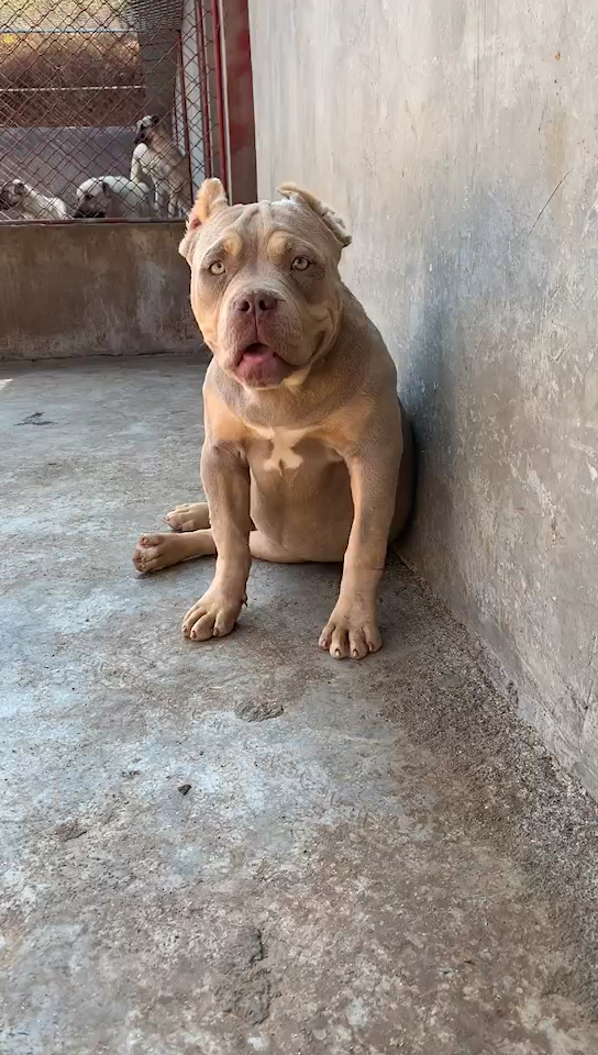 美国恶霸犬～极端体  美国dax血系～三色丁香包金 母