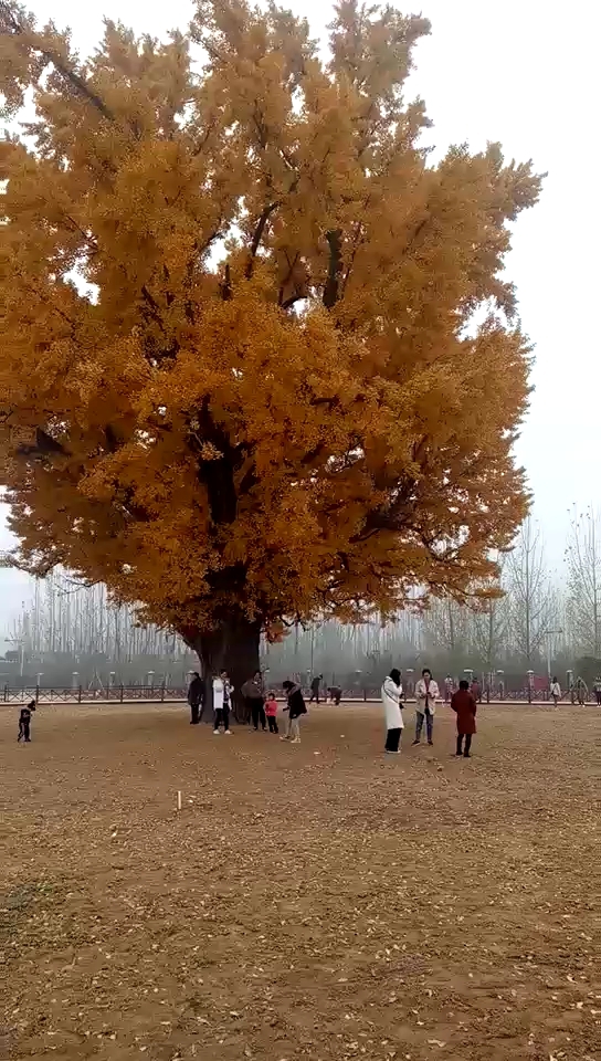 河南鹿邑,千年白果树.相传是是唐代的罗成拴马所用,流传至今