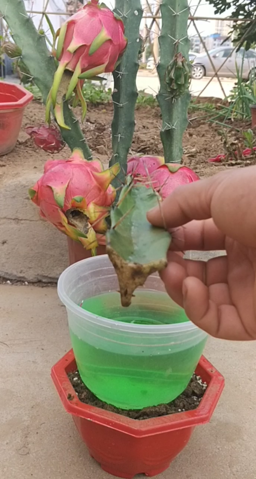 劳动最光荣#火龙果扦插技术成活率百分一百