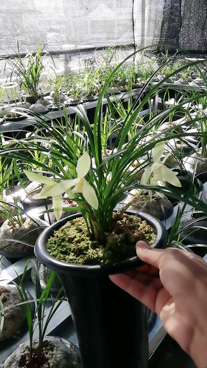 素无下品:碧玉素 #莲瓣兰