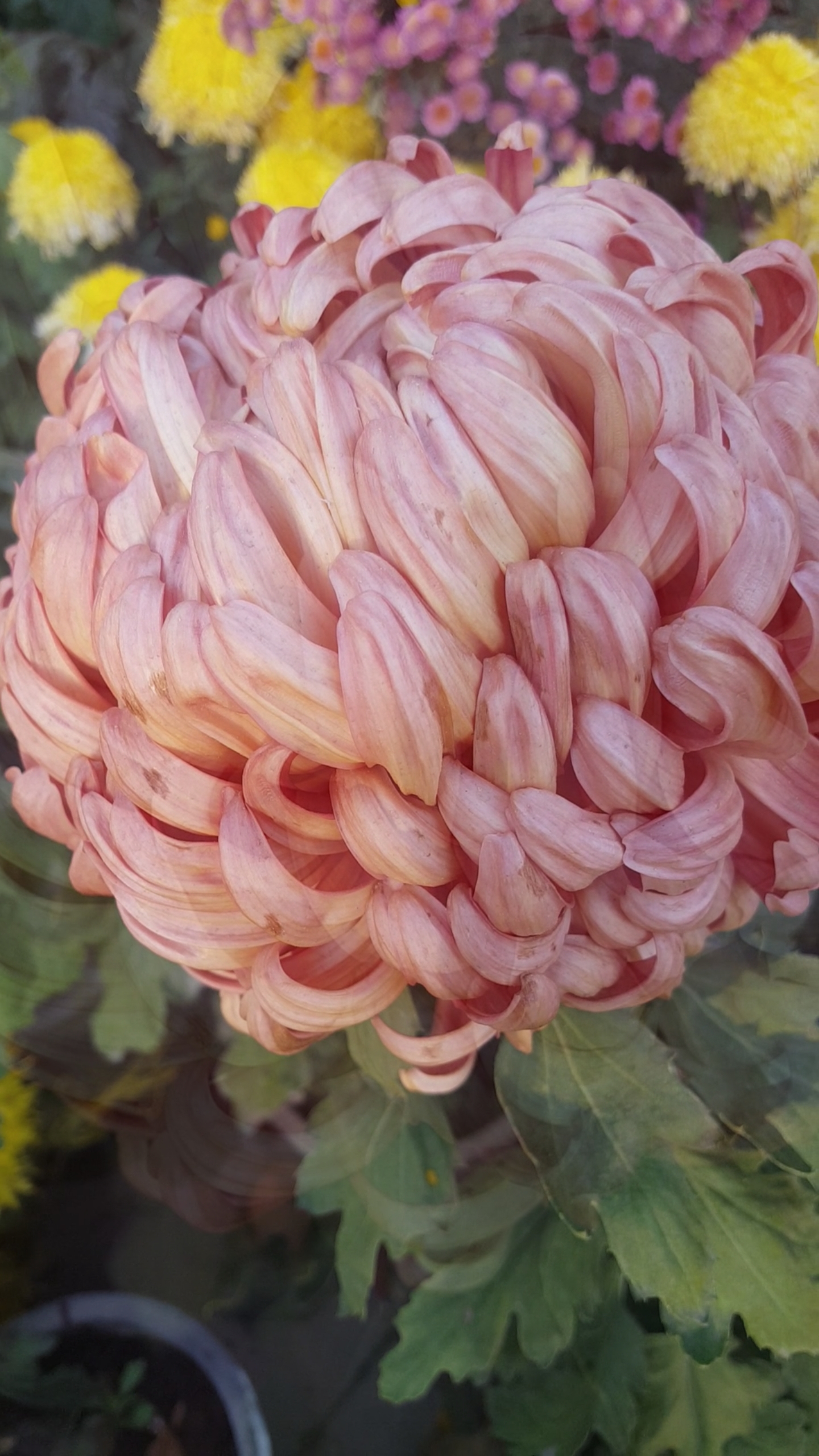 漂亮的多色绣球菊花!