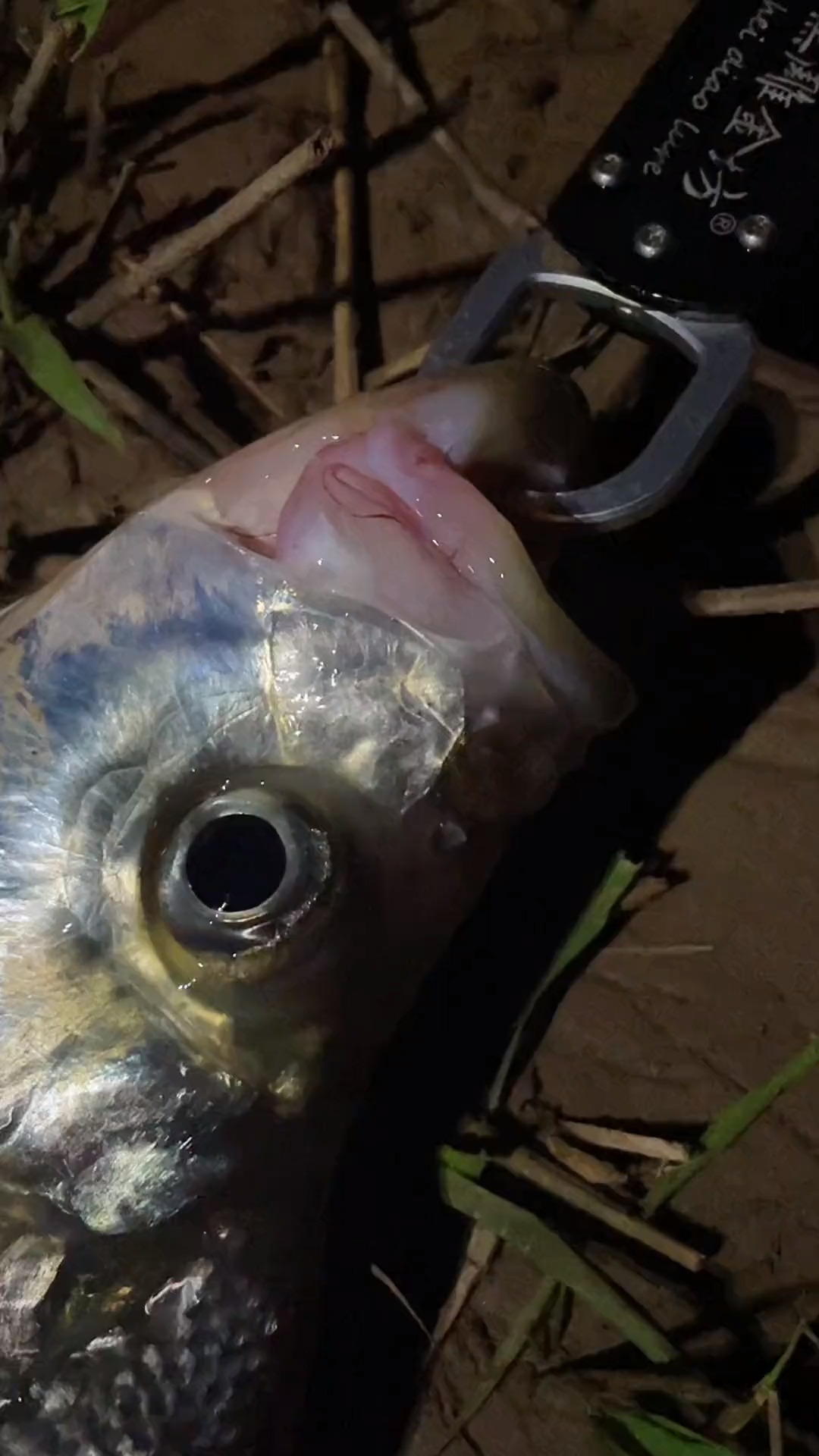 钓鱼#冬季夜袭大翘嘴#路亚 #翘嘴 #钓鱼 #指南 #大鱼季 #米级翘 