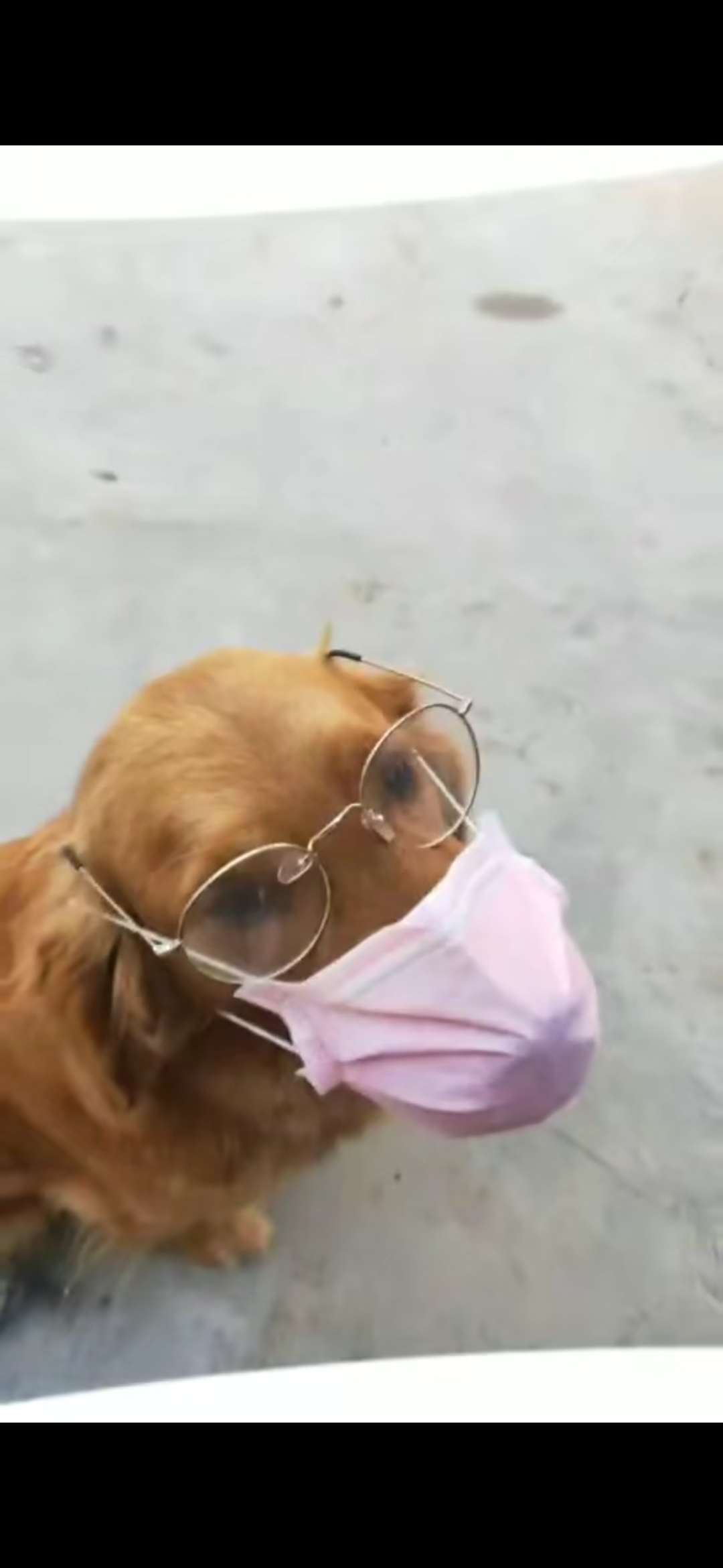 我家宠物成精了#大疫当前,狗子也很愿意戴口罩,了不起了不起