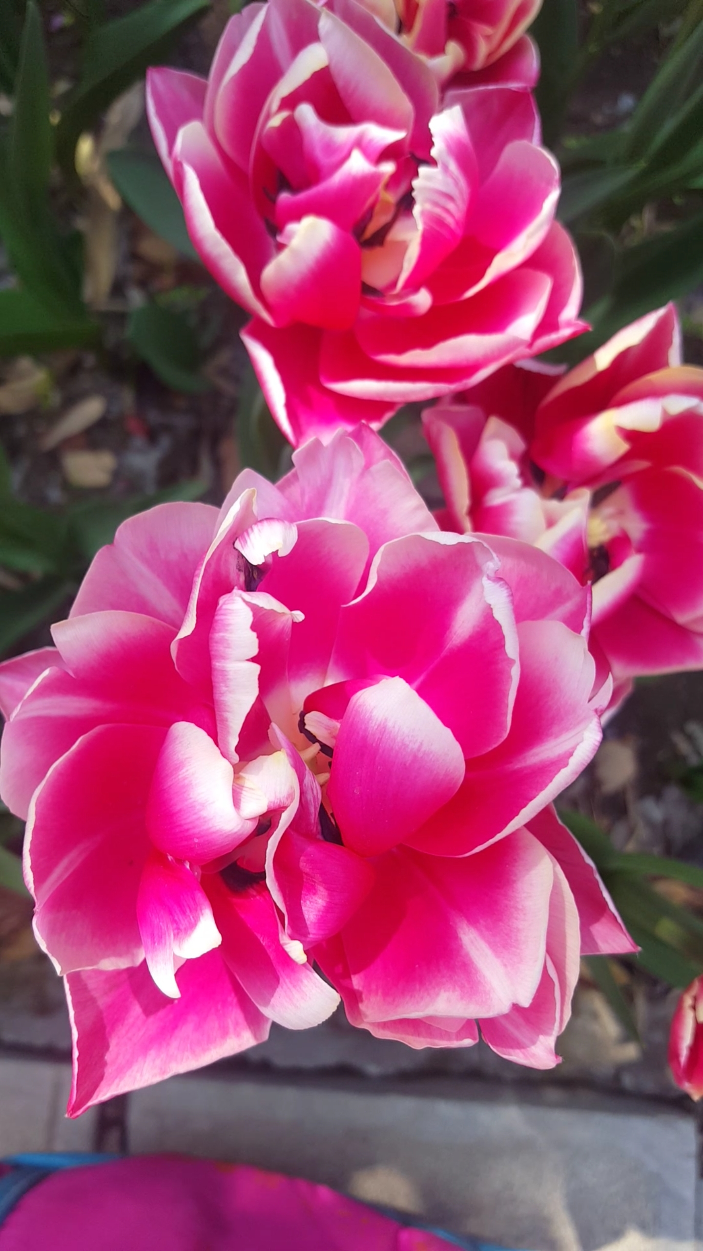 我要上热门#美丽的郁金香花好漂亮