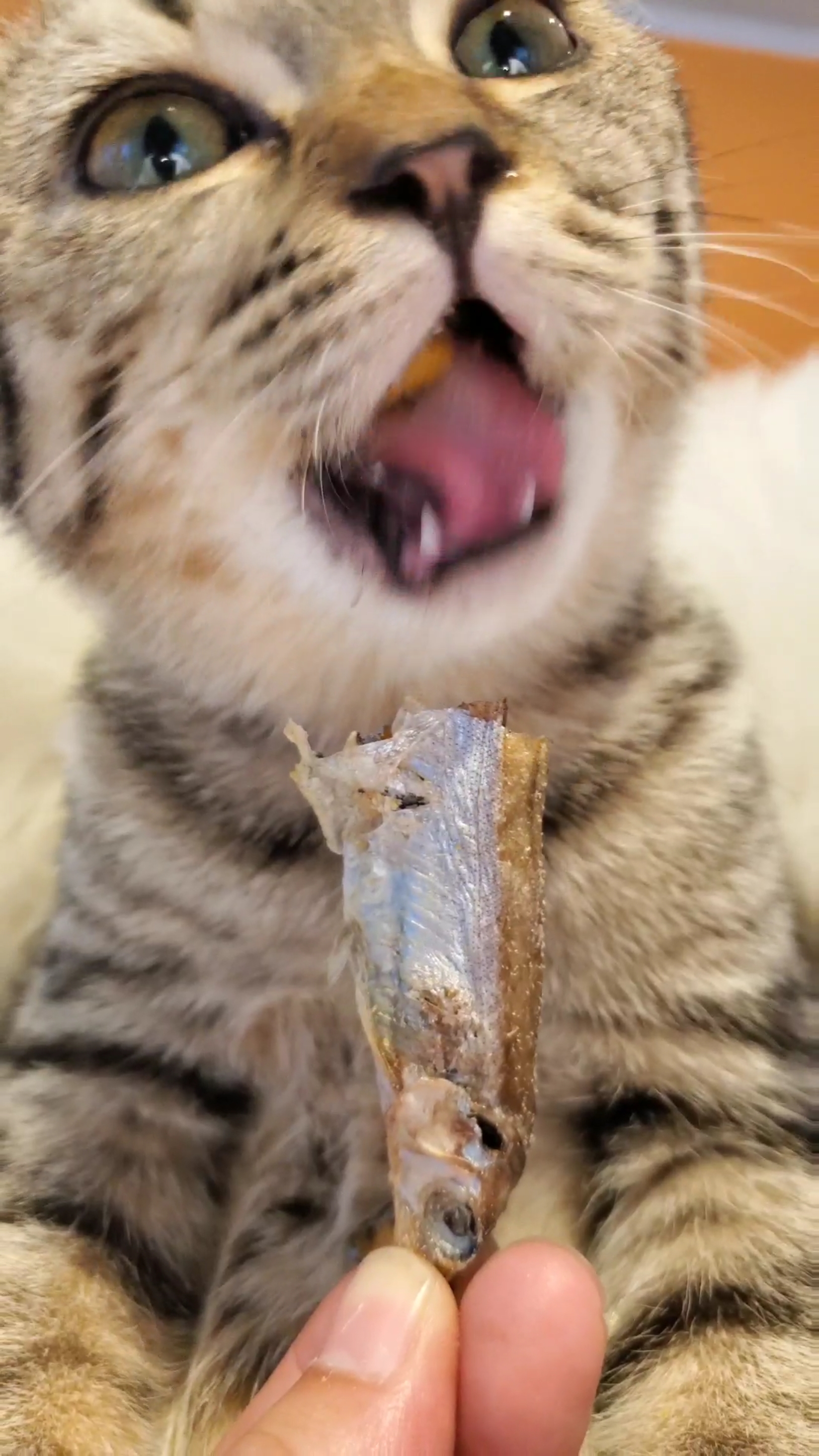 猫#小猫吃鱼,嘎嘣脆!