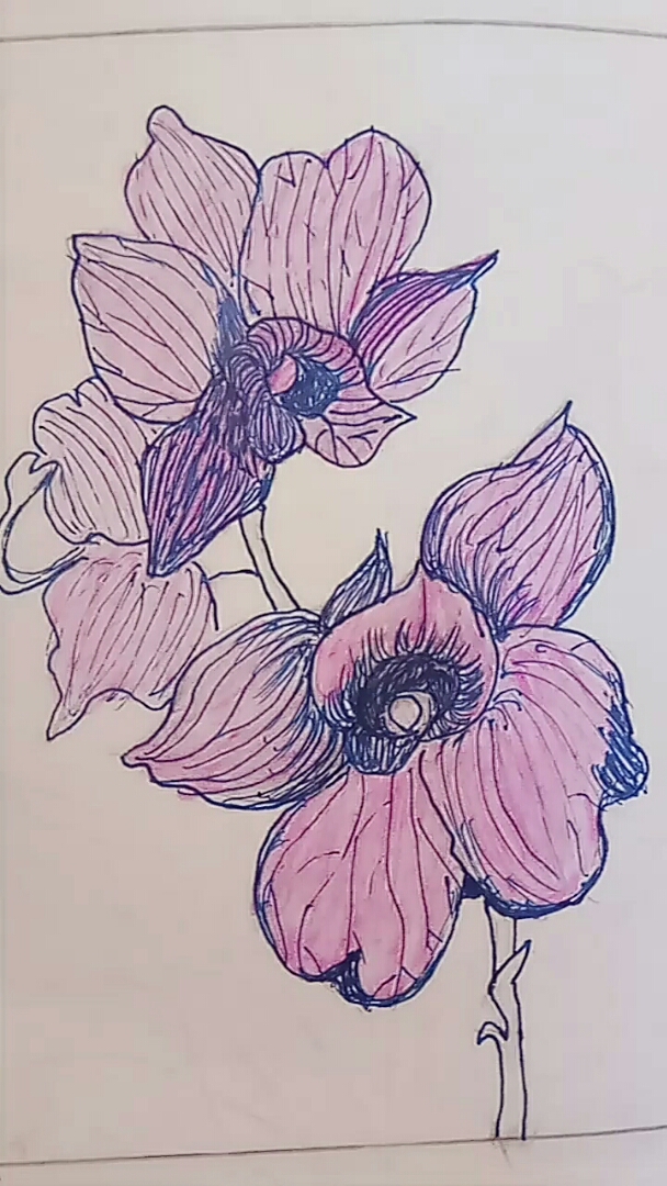 照着盆里的万代兰的花画的.