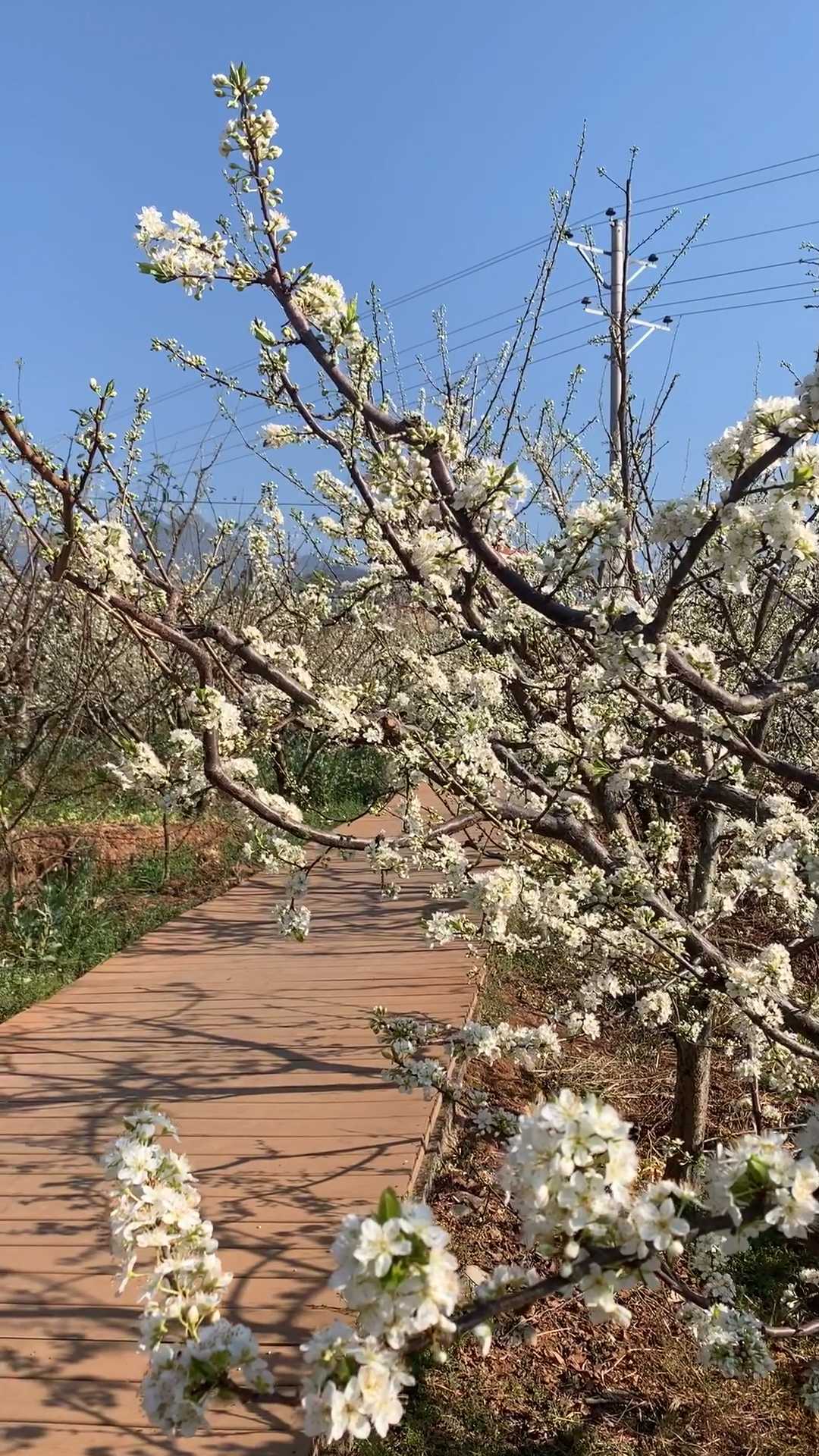 最爱之城#汉源九襄花海