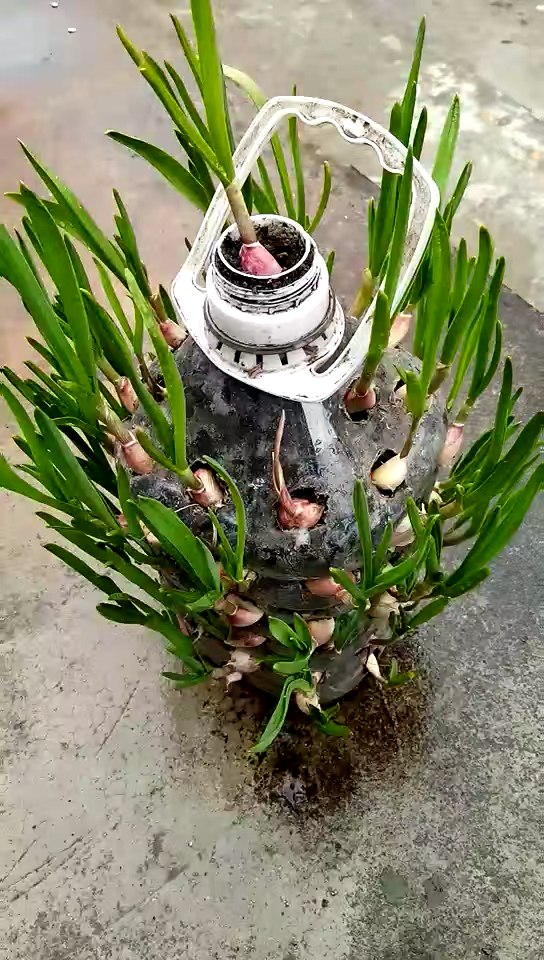 瓶子里种的大蒜