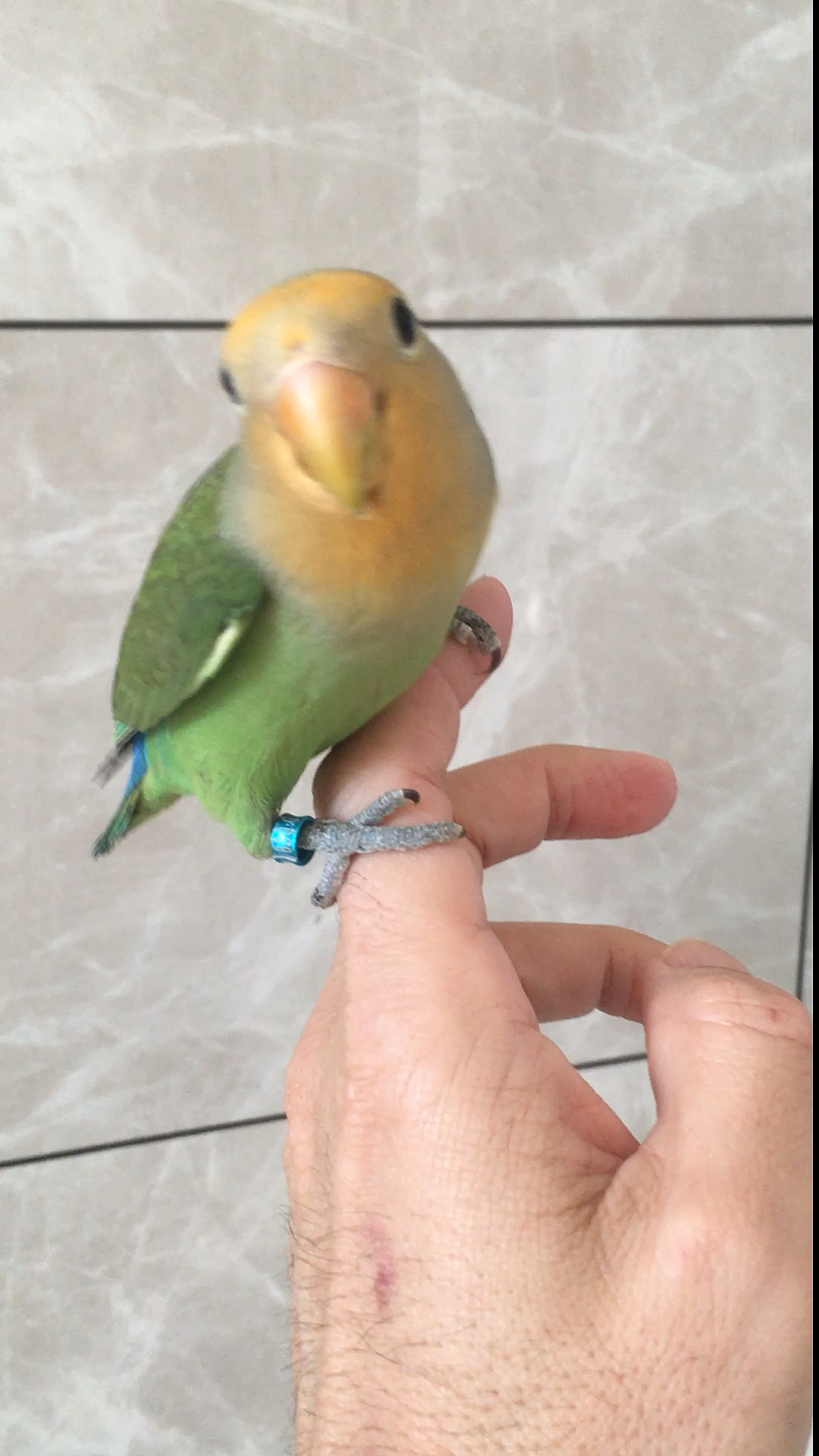 宠物最可爱的样子#漂亮的绿金面