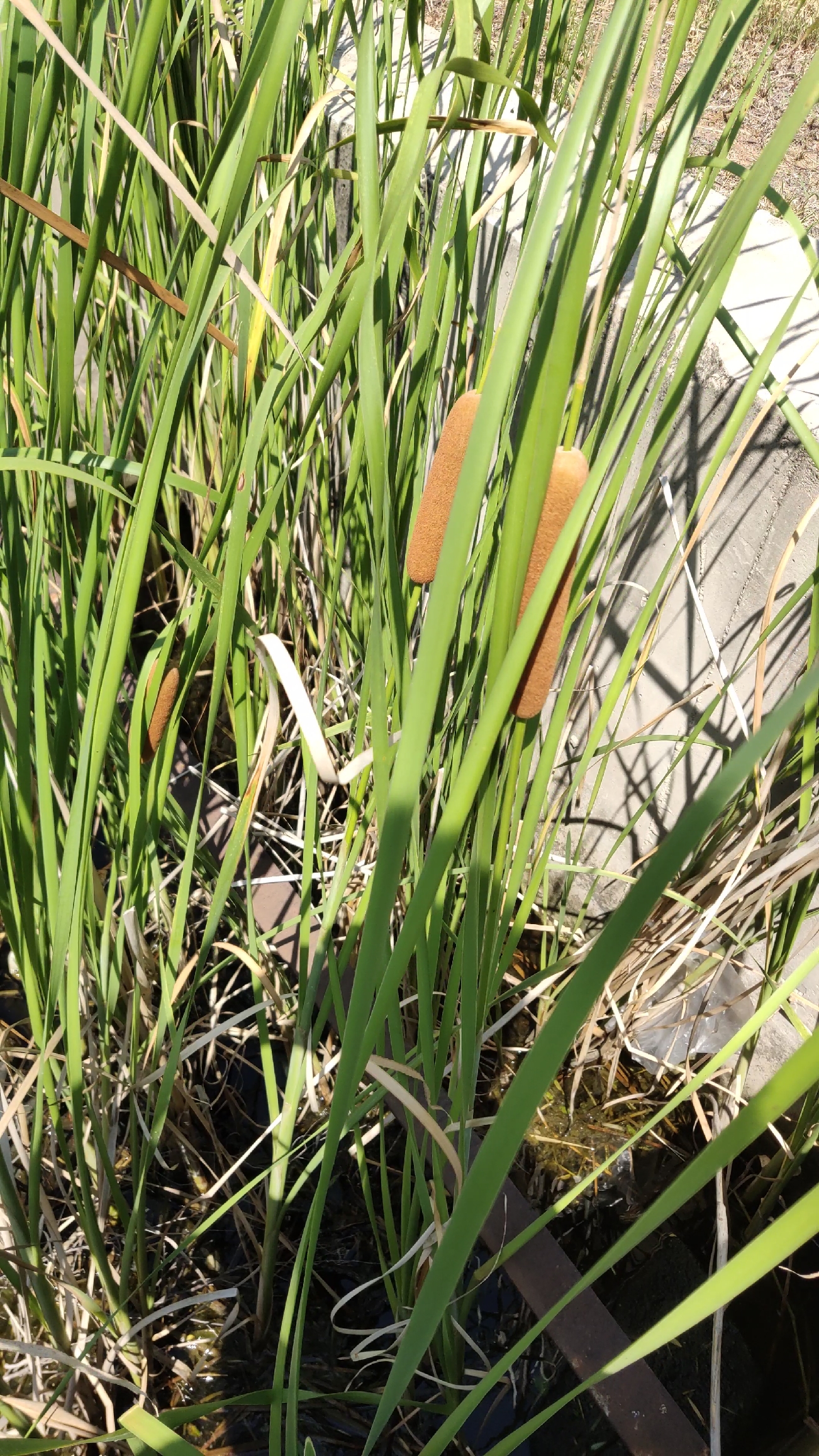 水棒槌一个上面结俩