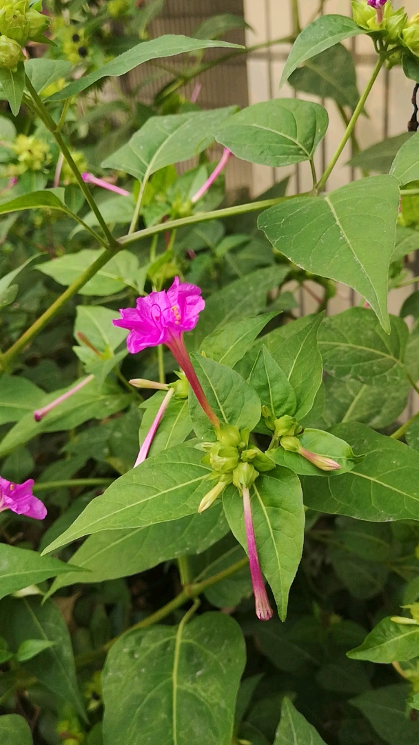 紫茉莉有毒图片