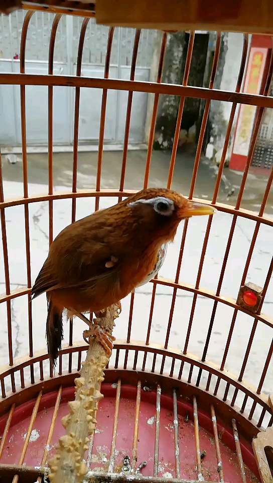 来看极品雀子了