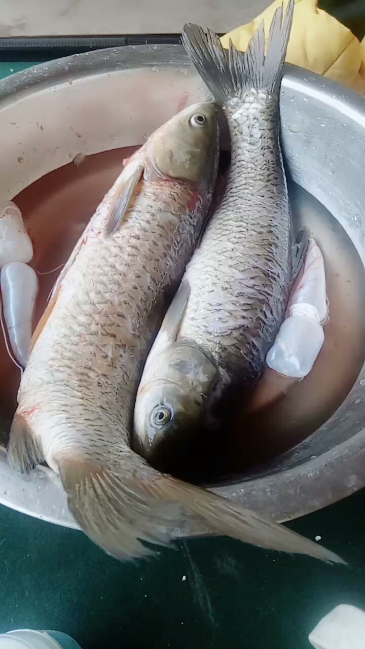 中午加菜,钓的河鱼