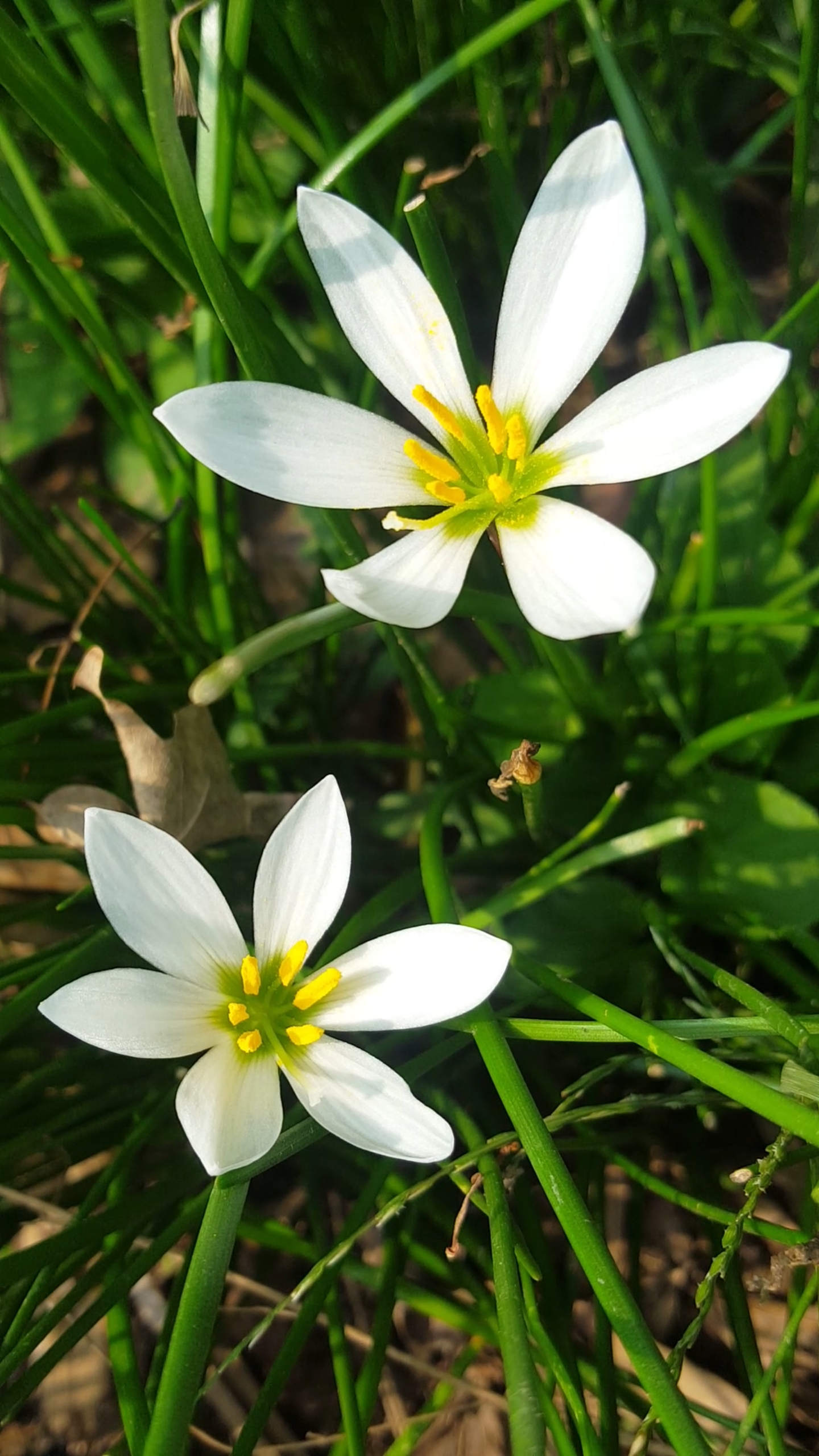 清雅脱俗的小白花漂亮极了!