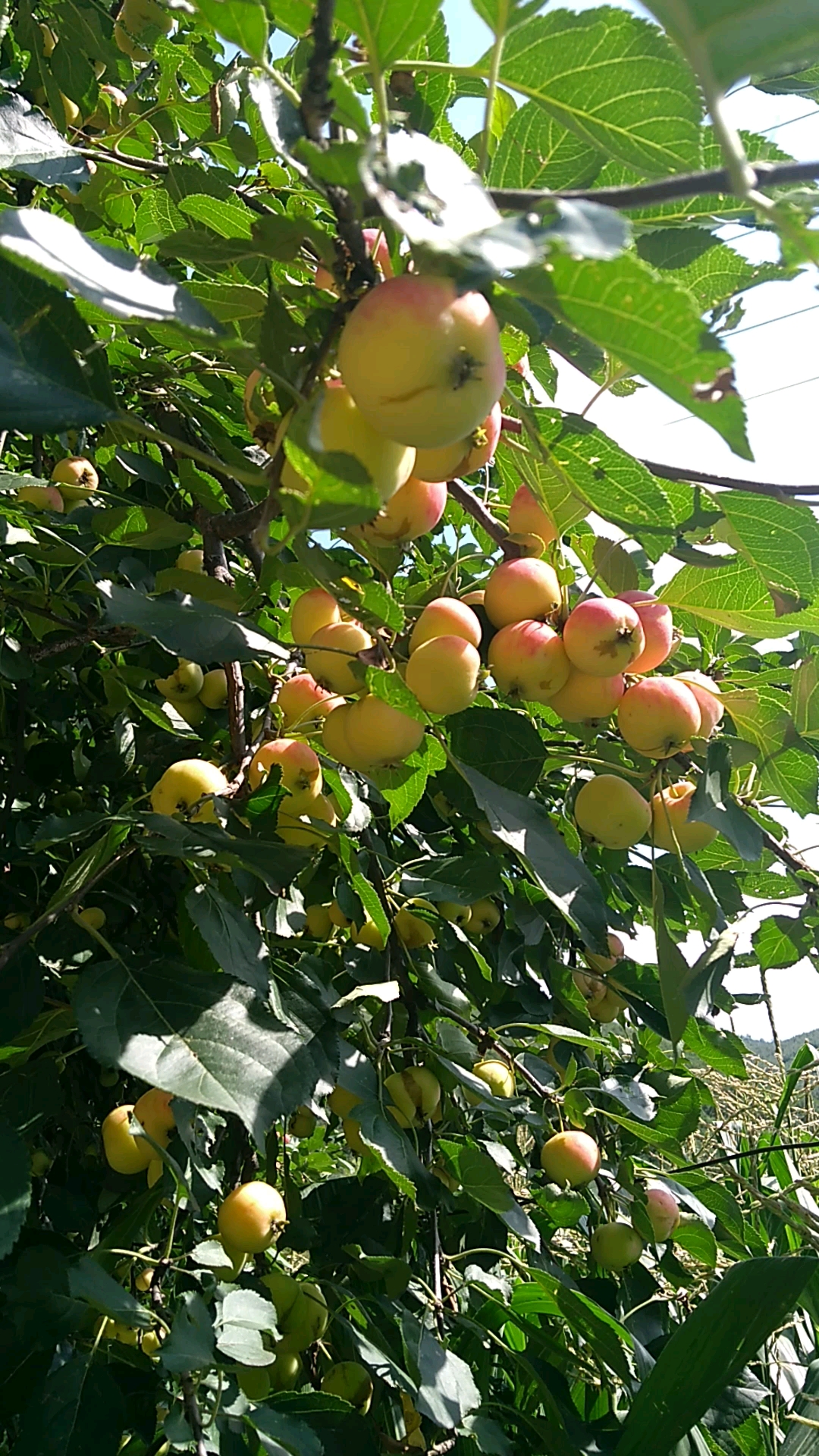 夏天就要吃水果#好大一棵太平果