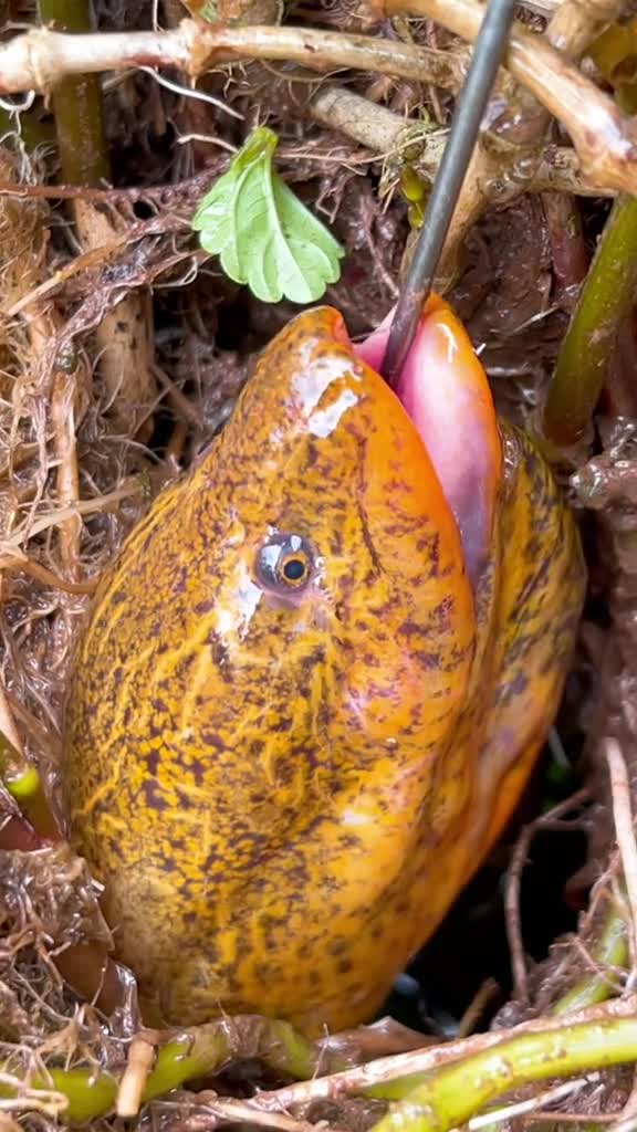 户外钓鳝巨型鳝鱼头,不是怪物#热门-度小视