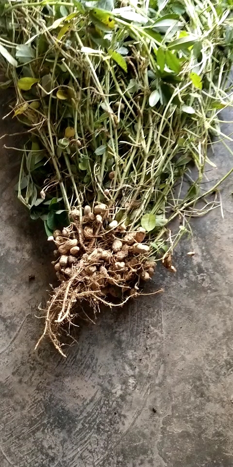 圣诞快乐#花生藤好长