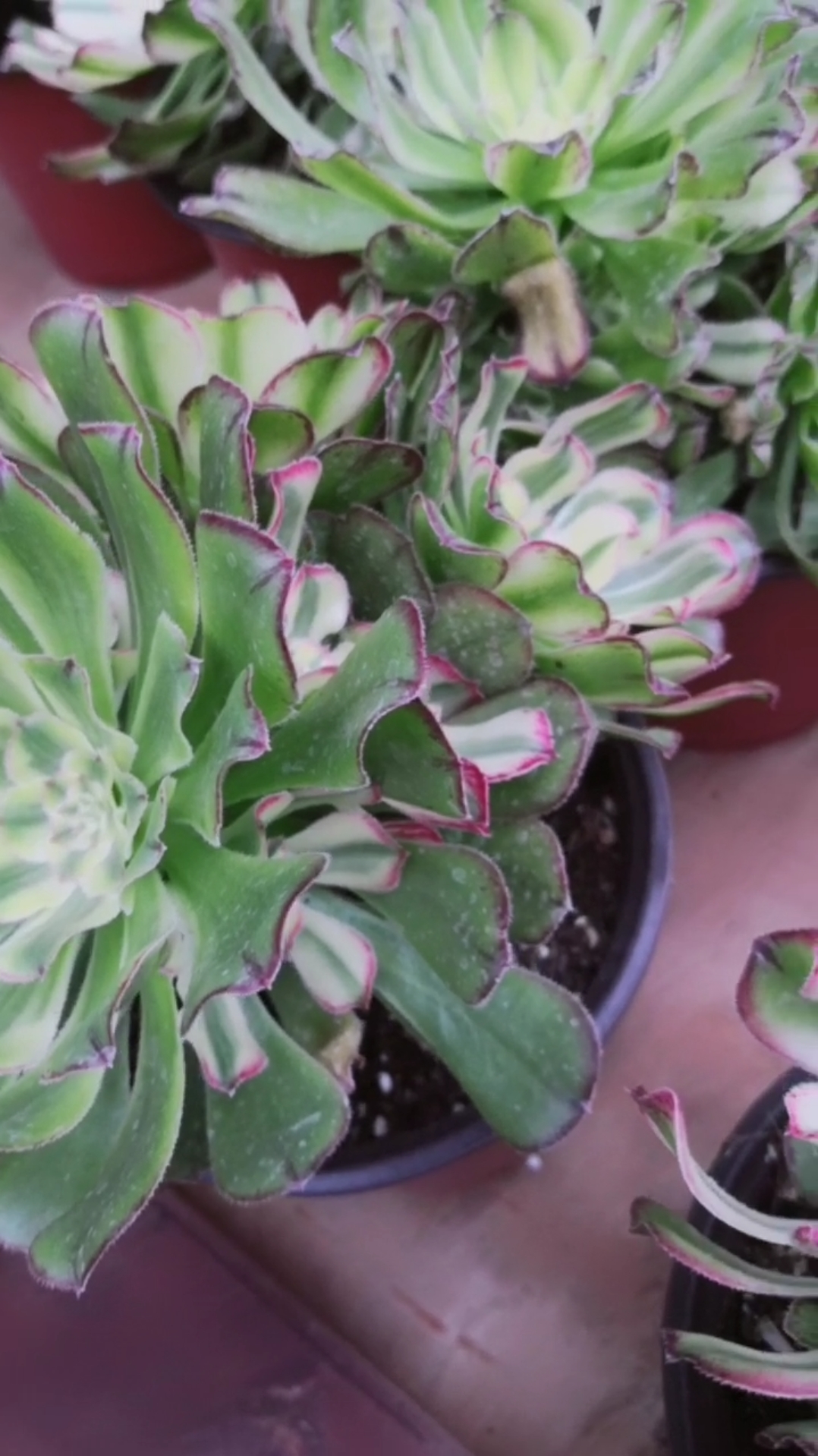 正在养状态的艳日伞,颜色越来越美丽!