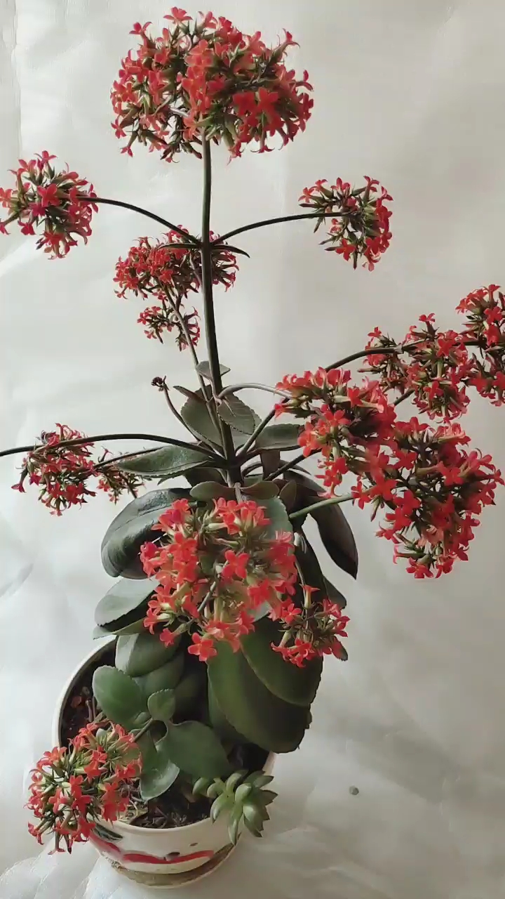 单层花的长寿花也很美