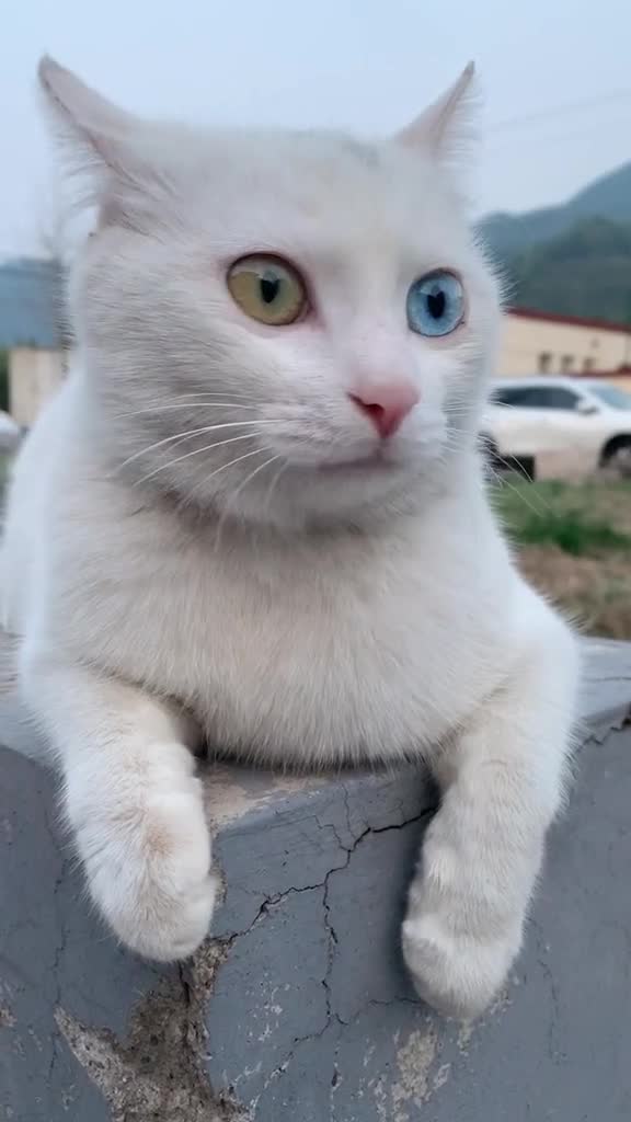 中华田园猫 异瞳 一边大海一边星辰 好美啊 可惜了 是个傻子