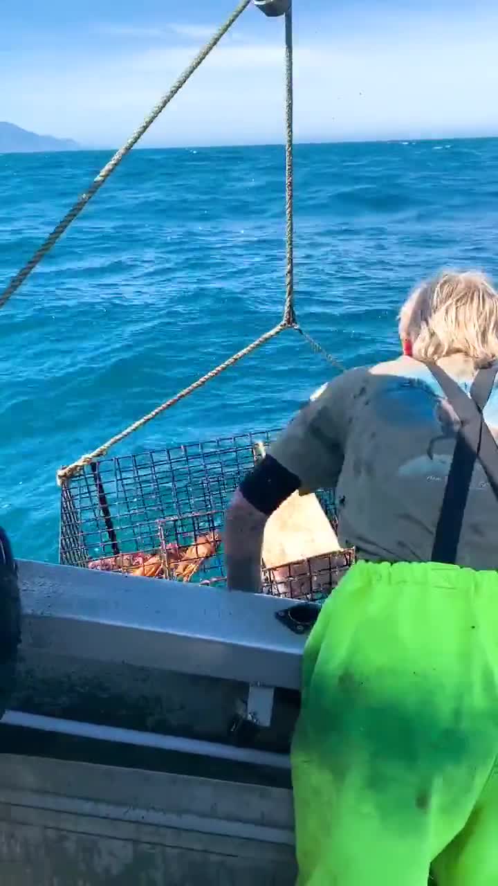 新西兰渔业部宣传册有一行字:捕鱼者们共同坚守这些条例,才能确保今天