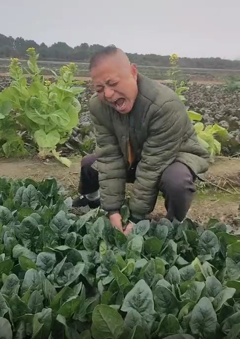 明星娱乐#拔菠菜要不要这么费劲?