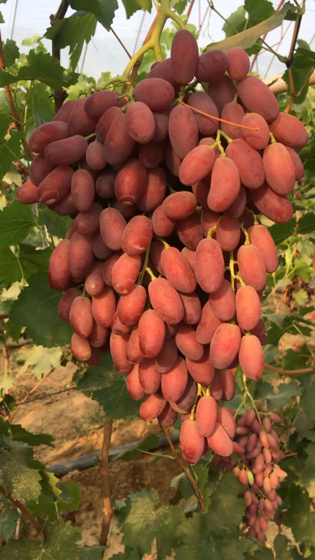 新沙尔葡萄脆甜可以带皮吃的品种-度小视