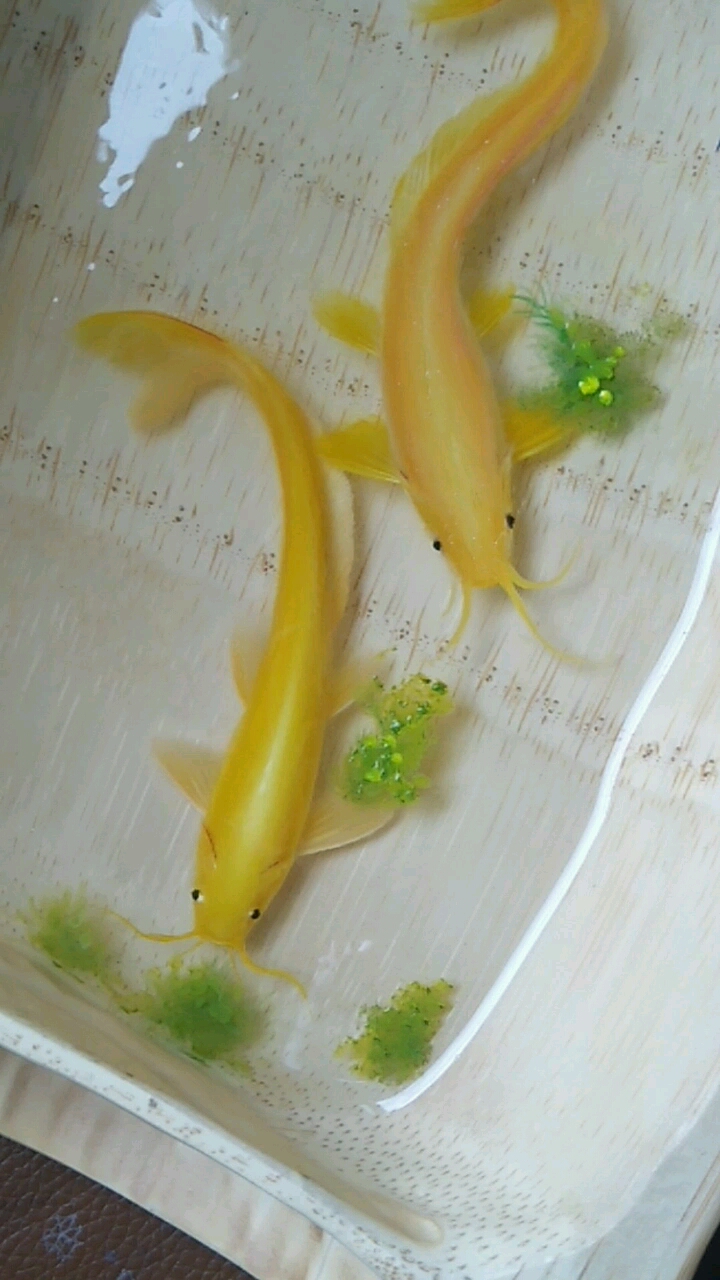 黄金鲶鱼