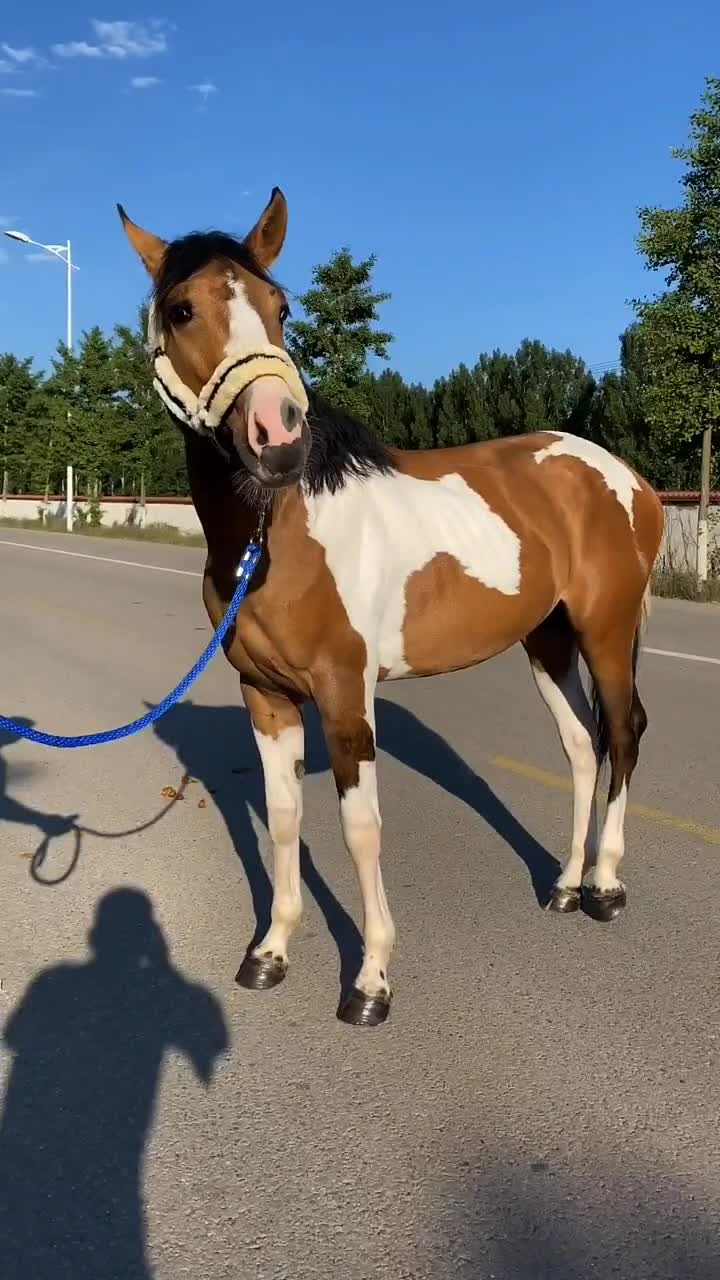 这家伙真不是一般的帅气,还是花色的马比较漂亮!