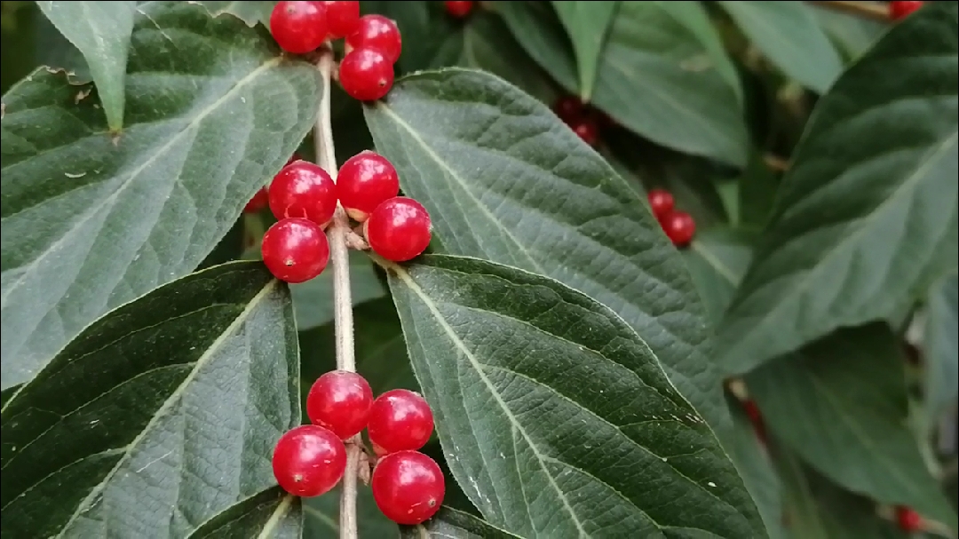 秋游#这种长"红珍珠果"的植物,大家认识吗?